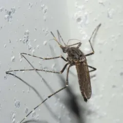 Dark Ricefield Mosquito thumbnail 4