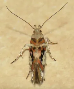 Elegant Aristotelia thumbnail 2