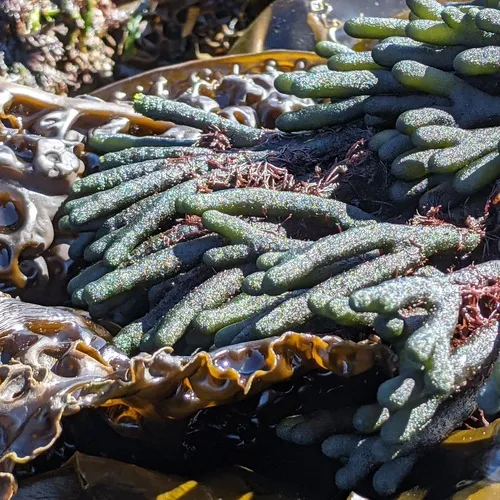 Dead Man's Fingers