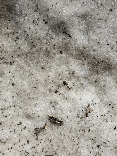 Rocky Mountain Locust