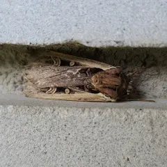 Western Bean Cutworm Moth thumbnail 3