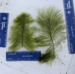 Broadleaf Water-milfoil thumbnail 2