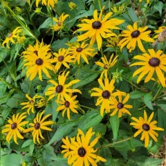 orange coneflower thumbnail 1