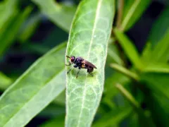 Thecophora occidensis thumbnail 3