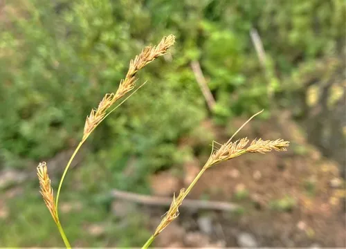 Bolander's sedge