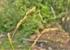 Bolander's sedge thumbnail 1