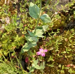 Glaucous Willowherb thumbnail 4