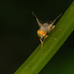 Common Ragweed Fruit Fly thumbnail 4