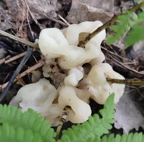 Helvellosebacina concrescens