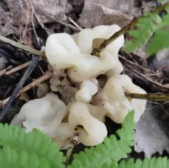 Helvellosebacina concrescens thumbnail 1