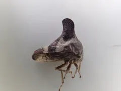 Quince Treehopper thumbnail 3