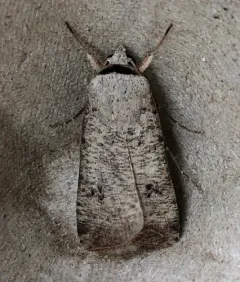 Green Cutworm Moth thumbnail 2