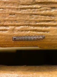 Lesser Oak Dagger thumbnail 3