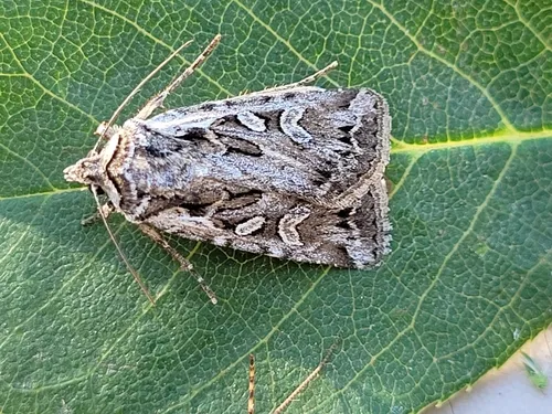 Euxoa plagigera