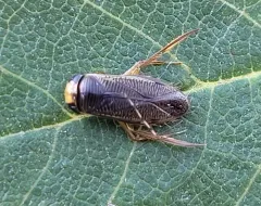 Callicorixa audeni thumbnail 2