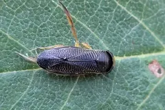 Sigara decoratella thumbnail 1