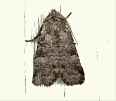 Brachylomia algens thumbnail 2