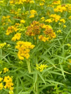 flat-topped goldenrod thumbnail 2