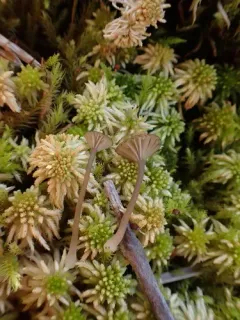 Arrhenia bigelowii thumbnail 3