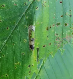 Golden Elm Leafminer thumbnail 3