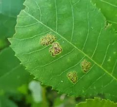 Gliaspilota glutinosa thumbnail 3