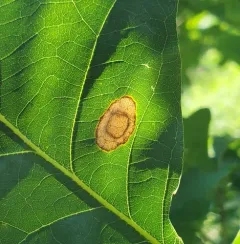 Phyllonorycter basistrigella thumbnail 2