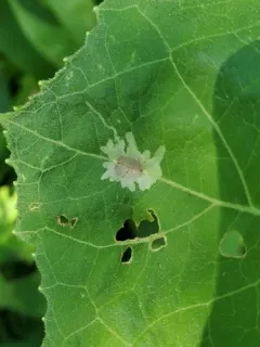 Calycomyza platyptera thumbnail 4