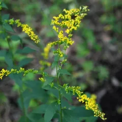 elm-leaved goldenrod thumbnail 3