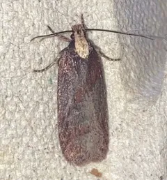 Yarrow Webworm thumbnail 2
