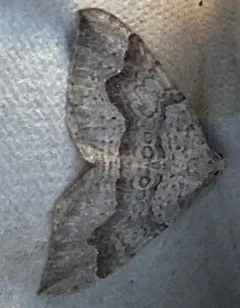 Alpine Zenophleps thumbnail 2