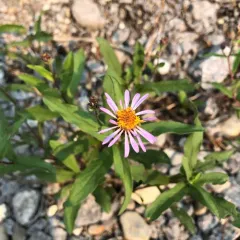 Siberian Aster thumbnail 3