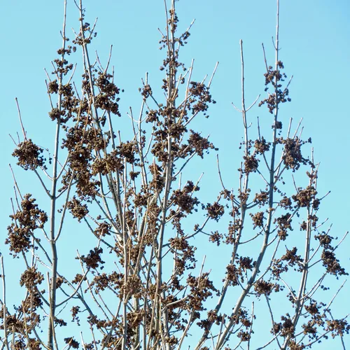 Ash Flower Gall Mite