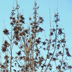 Ash Flower Gall Mite thumbnail 1