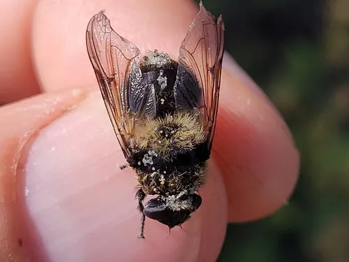 Cephenemyia apicata