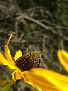 Scaly Bee Fly thumbnail 2