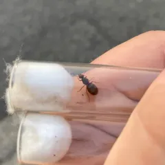 Woodland Fuzzy Ant thumbnail 2