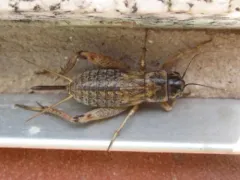 Eastern Striped Cricket thumbnail 4