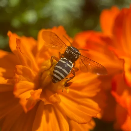 Michigan Cuckoo Nomad Bee