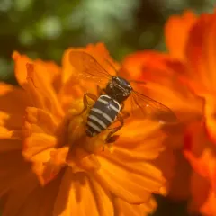 Michigan Cuckoo Nomad Bee thumbnail 1