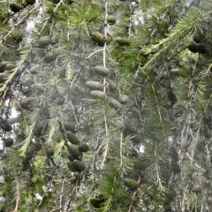 European larch thumbnail 4