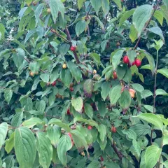 Cornelian cherry thumbnail 3