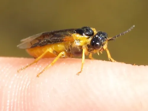 Oval-eyed Sedge-sawfly