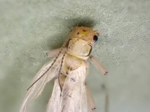 Mountain Sallfly