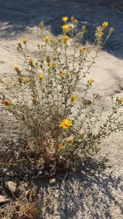 Heterotheca cinerascens thumbnail 2