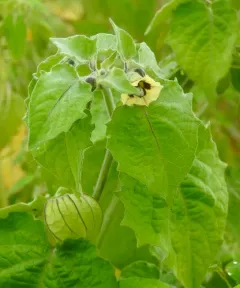 Cape gooseberry thumbnail 3