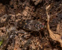 Cylapus tenuicornis thumbnail 3