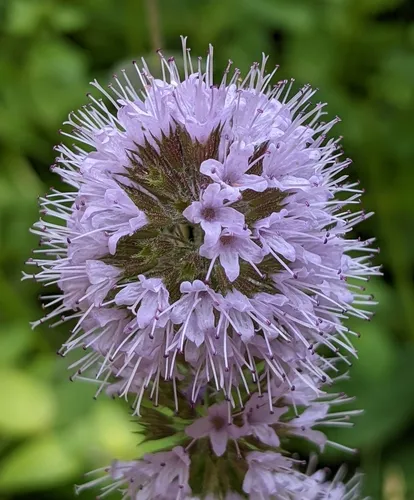 watermint
