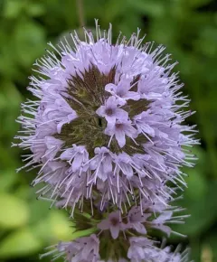 watermint thumbnail 1