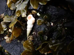 Boreal Wentletrap thumbnail 2