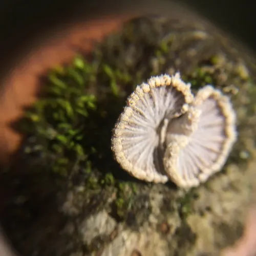 splitgill mushroom